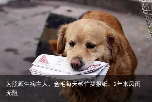 为照顾生病主人，金毛每天帮忙买报纸，2年来风雨无阻