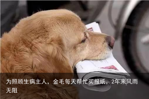 为照顾生病主人，金毛每天帮忙买报纸，2年来风雨无阻