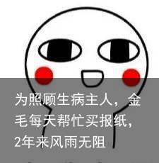 为照顾生病主人，金毛每天帮忙买报纸，2年来风雨无阻