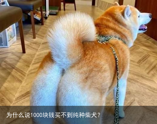 为什么说1000块钱买不到纯种柴犬？