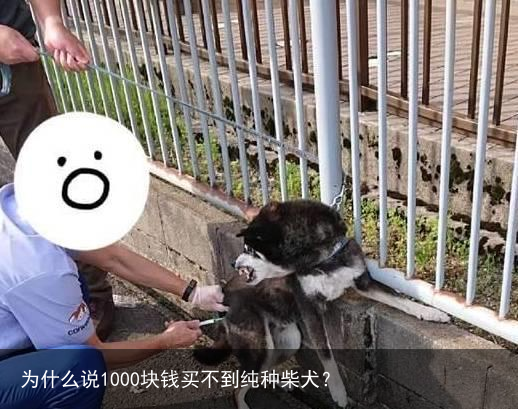 为什么说1000块钱买不到纯种柴犬？