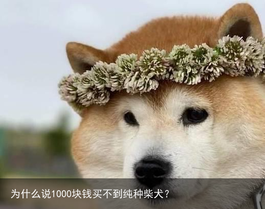 为什么说1000块钱买不到纯种柴犬？