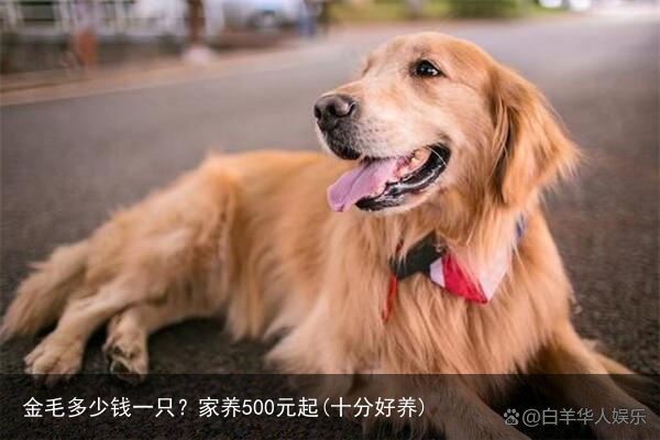 金毛多少钱一只？家养500元起(十分好养)