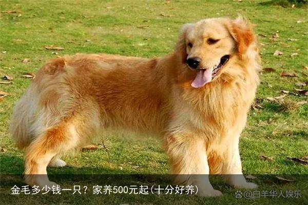 金毛多少钱一只？家养500元起(十分好养)