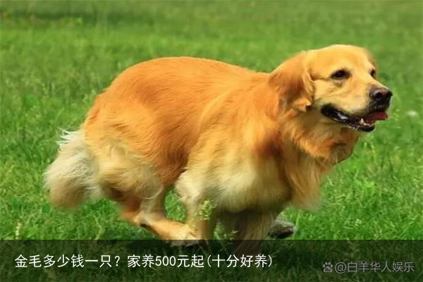 金毛多少钱一只？家养500元起(十分好养)