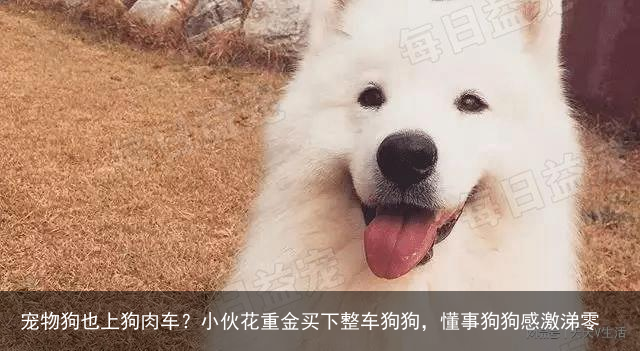 宠物狗也上狗肉车？小伙花重金买下整车狗狗，懂事狗狗感激涕零