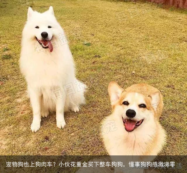 宠物狗也上狗肉车？小伙花重金买下整车狗狗，懂事狗狗感激涕零