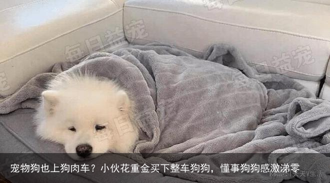 宠物狗也上狗肉车？小伙花重金买下整车狗狗，懂事狗狗感激涕零