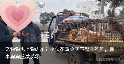 宠物狗也上狗肉车？小伙花重金买下整车狗狗，懂事狗狗感激涕零