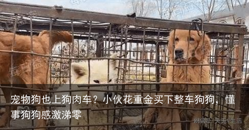 宠物狗也上狗肉车？小伙花重金买下整车狗狗，懂事狗狗感激涕零