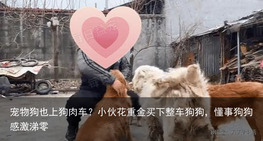 宠物狗也上狗肉车？小伙花重金买下整车狗狗，懂事狗狗感激涕零