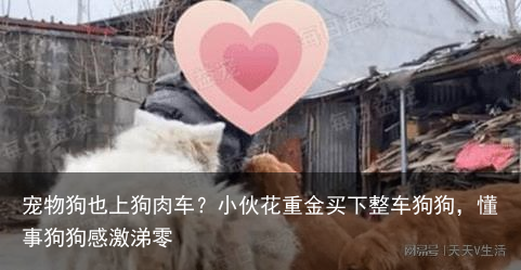 宠物狗也上狗肉车？小伙花重金买下整车狗狗，懂事狗狗感激涕零