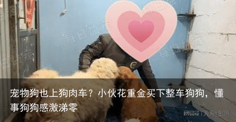 宠物狗也上狗肉车？小伙花重金买下整车狗狗，懂事狗狗感激涕零
