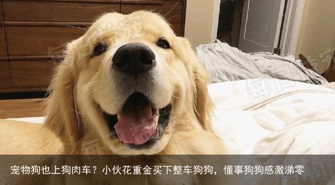 宠物狗也上狗肉车？小伙花重金买下整车狗狗，懂事狗狗感激涕零