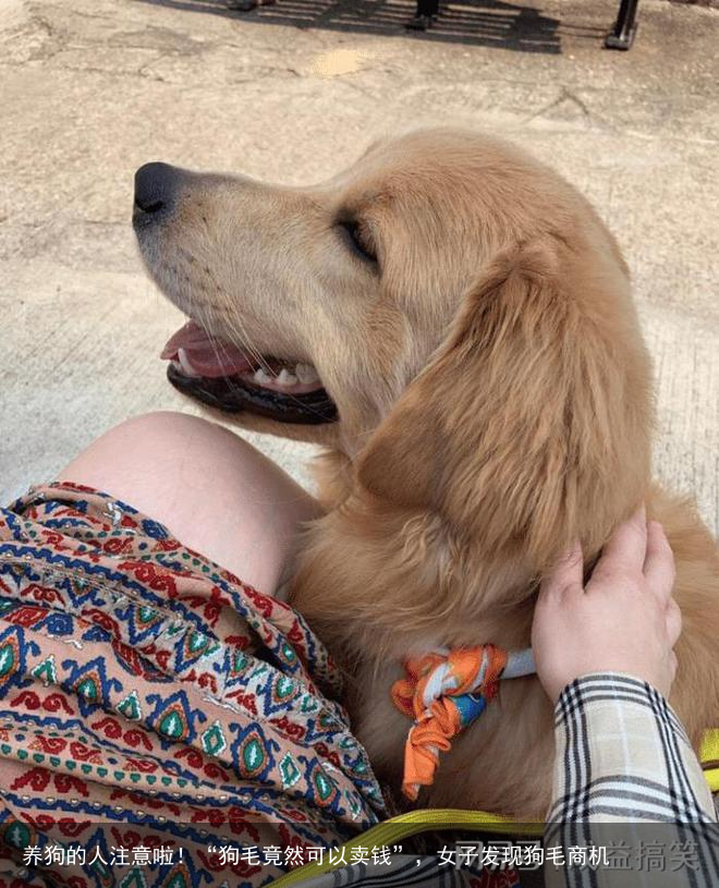 养狗的人注意啦！“狗毛竟然可以卖钱”，女子发现狗毛商机