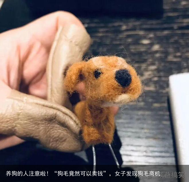 养狗的人注意啦！“狗毛竟然可以卖钱”，女子发现狗毛商机