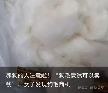 养狗的人注意啦！“狗毛竟然可以卖钱”，女子发现狗毛商机