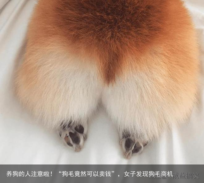 养狗的人注意啦！“狗毛竟然可以卖钱”，女子发现狗毛商机