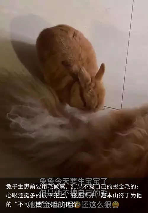 兔子生崽前要用毛做窝，结果不拔自己的拔金毛的：心眼还挺多的