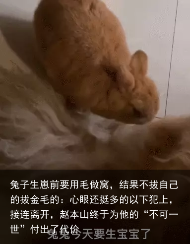 兔子生崽前要用毛做窝，结果不拔自己的拔金毛的：心眼还挺多的