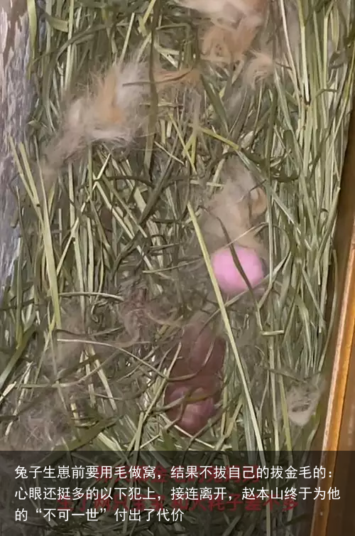 兔子生崽前要用毛做窝，结果不拔自己的拔金毛的：心眼还挺多的