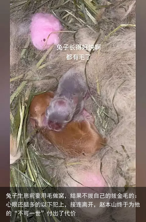 兔子生崽前要用毛做窝，结果不拔自己的拔金毛的：心眼还挺多的