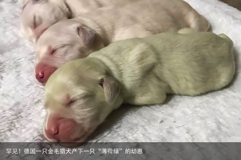 罕见！德国一只金毛猎犬产下一只“薄荷绿”的幼崽