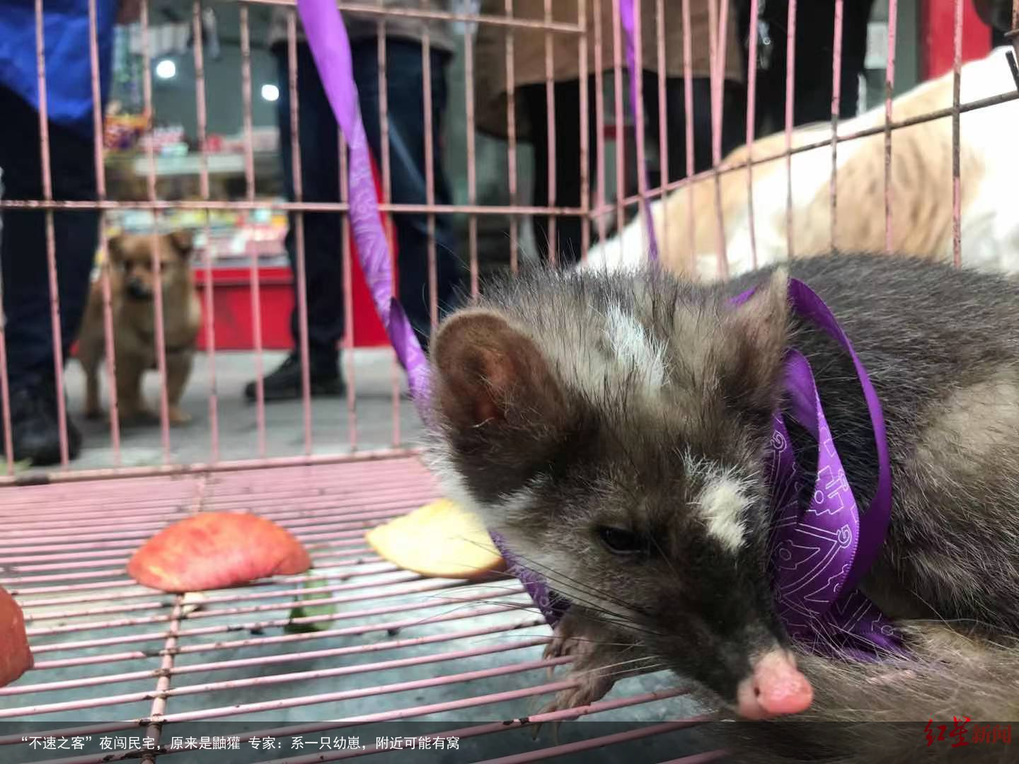 “不速之客”夜闯民宅，原来是鼬獾 专家：系一只幼崽，附近可能有窝