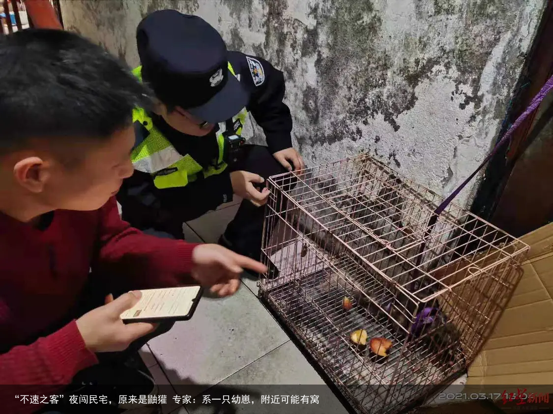 “不速之客”夜闯民宅，原来是鼬獾 专家：系一只幼崽，附近可能有窝