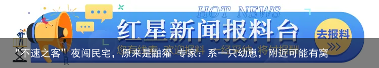 “不速之客”夜闯民宅，原来是鼬獾 专家：系一只幼崽，附近可能有窝