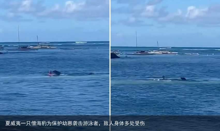 夏威夷一只僧海豹为保护幼崽袭击游泳者，致人身体多处受伤