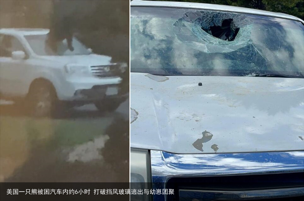 美国一只熊被困汽车内约6小时 打破挡风玻璃逃出与幼崽团聚
