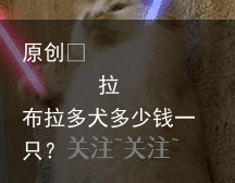 拉布拉多犬多少钱一只？