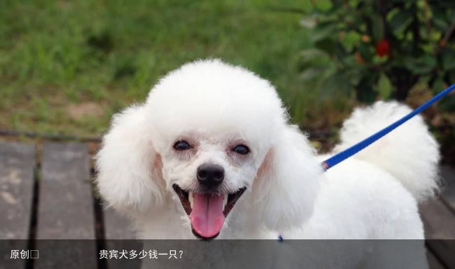 贵宾犬多少钱一只？