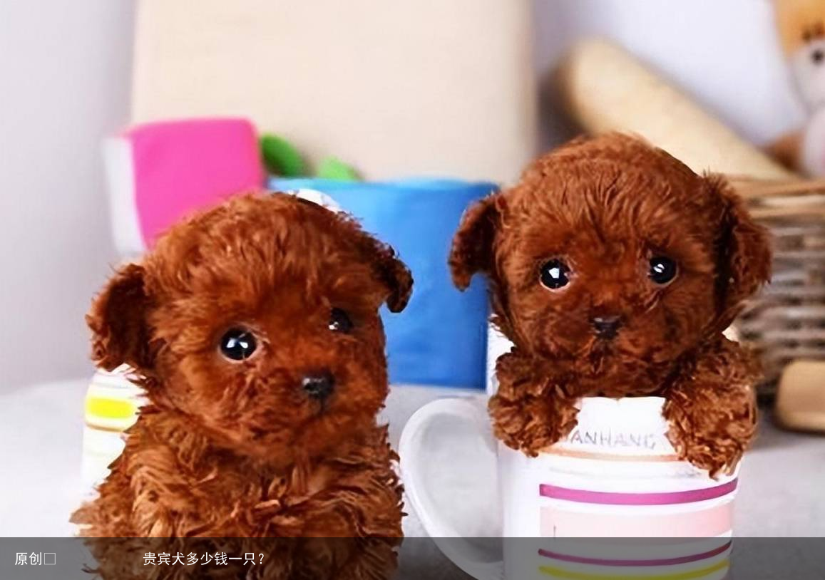 贵宾犬多少钱一只？