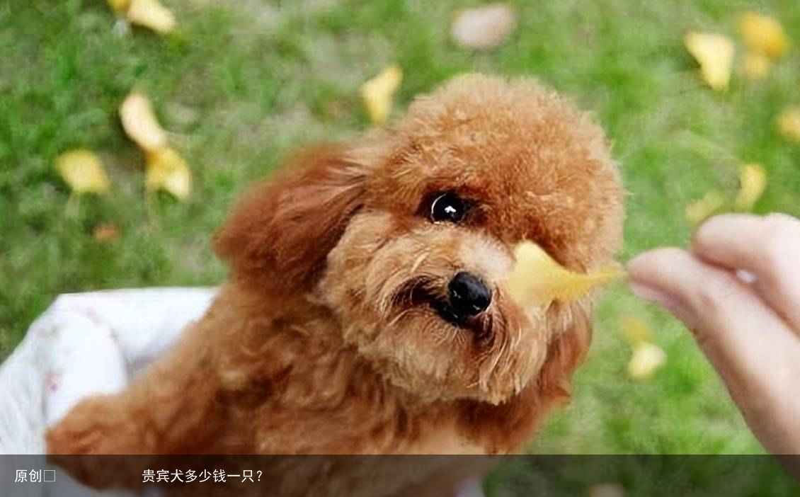 贵宾犬多少钱一只？