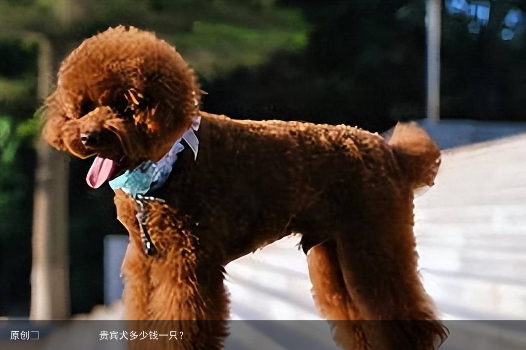 贵宾犬多少钱一只？
