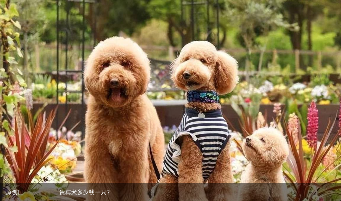 贵宾犬多少钱一只？