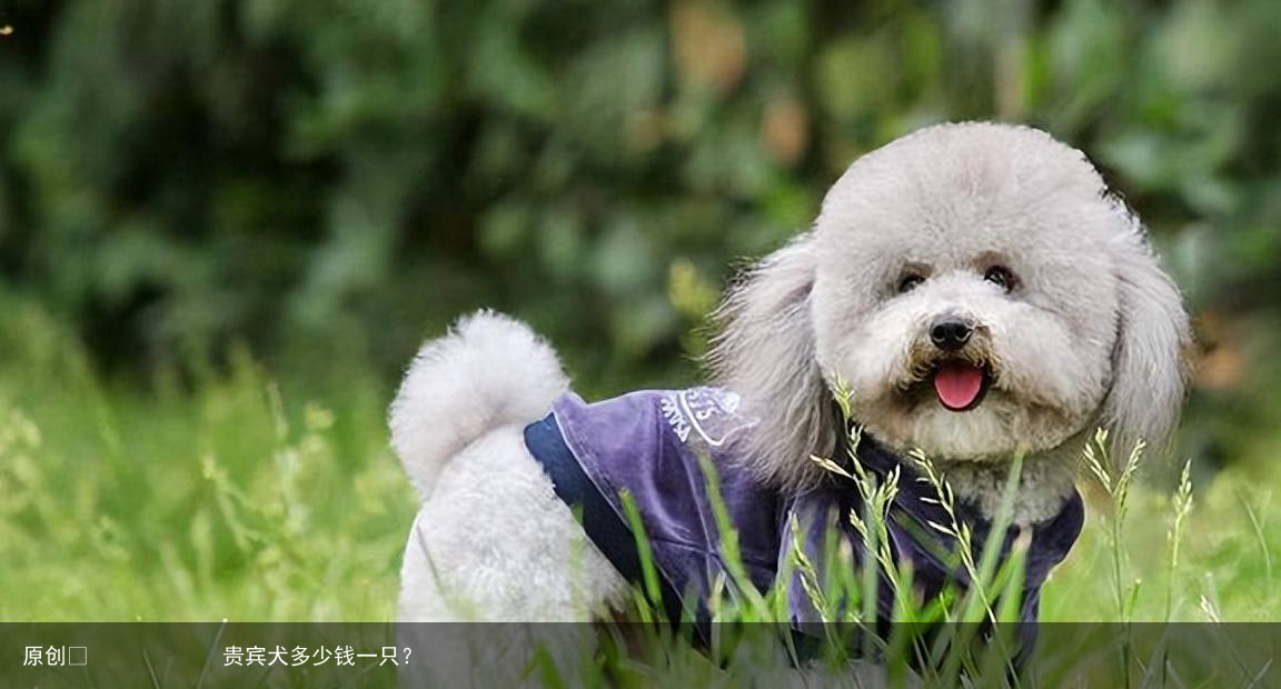 贵宾犬多少钱一只？