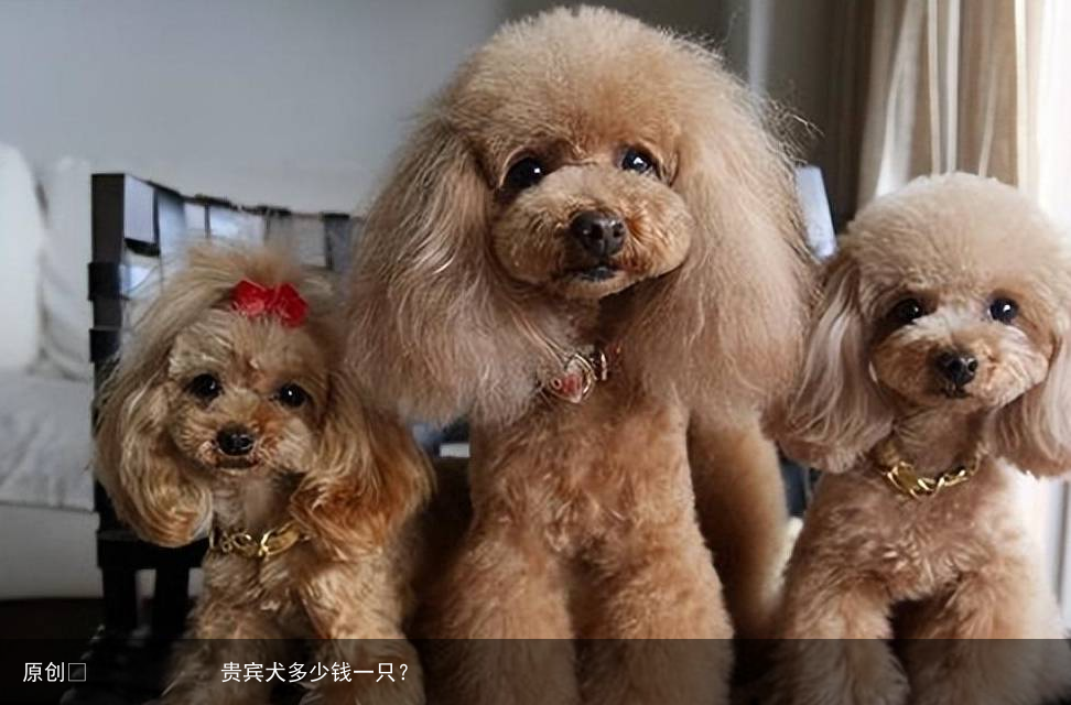 贵宾犬多少钱一只？
