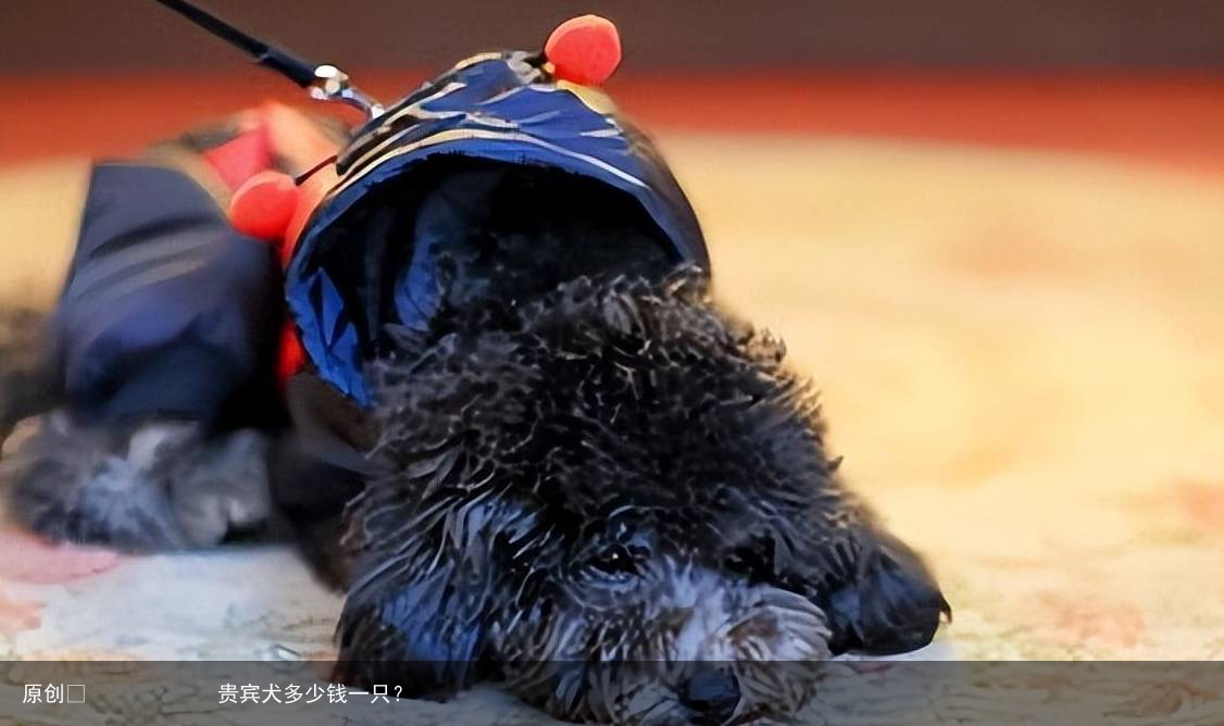 贵宾犬多少钱一只？