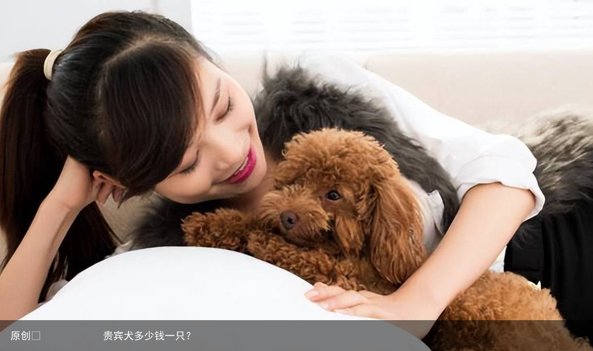 贵宾犬多少钱一只？
