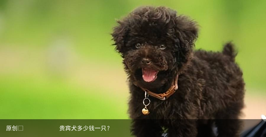 贵宾犬多少钱一只？