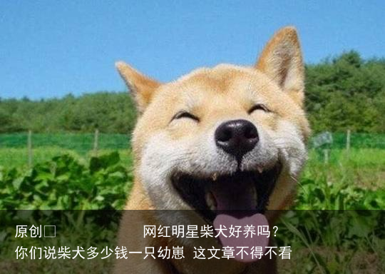 网红明星柴犬好养吗？你们说柴犬多少钱一只幼崽 这文章不得不看