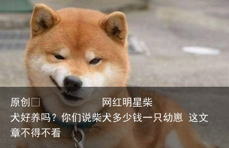 网红明星柴犬好养吗？你们说柴犬多少钱一只幼崽 这文章不得不看