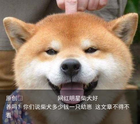 网红明星柴犬好养吗？你们说柴犬多少钱一只幼崽 这文章不得不看