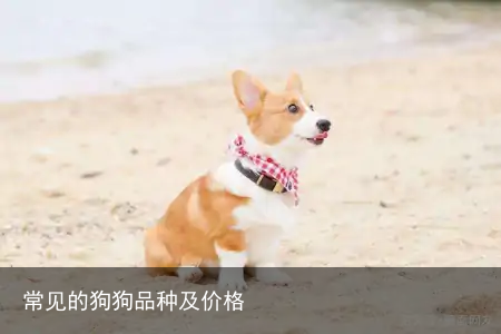 常见的狗狗品种及价格