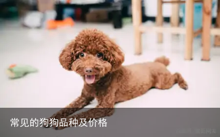 常见的狗狗品种及价格