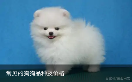 常见的狗狗品种及价格