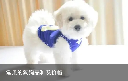 常见的狗狗品种及价格